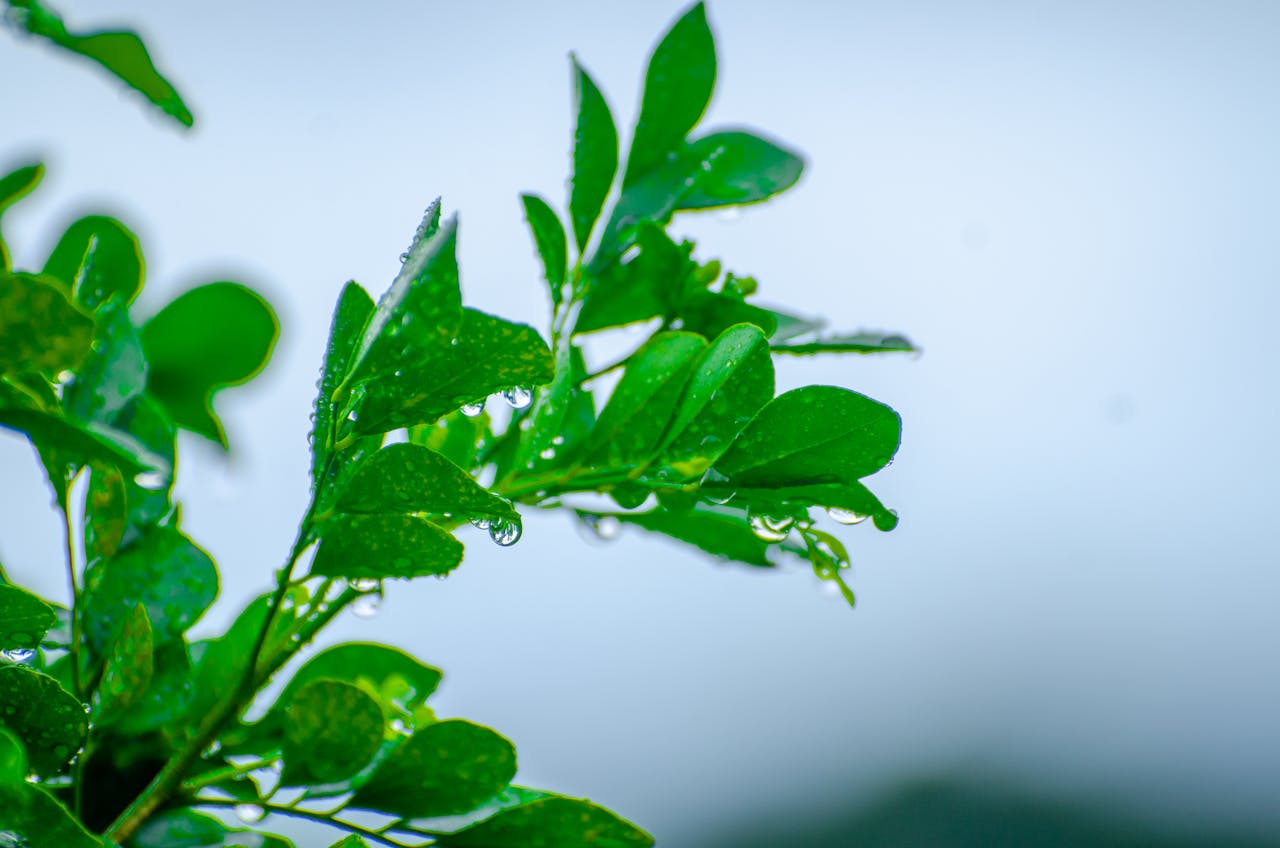 Vibrant green leaves covered in dew drops against a light sky, symbolizing freshness and renewal.